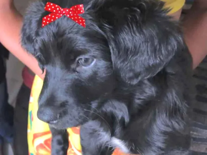 Cachorro ra a Mestiça  idade 2 a 6 meses nome Sofia 