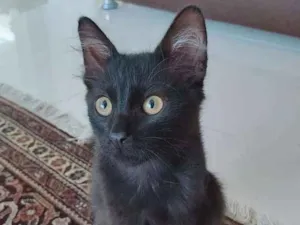 Gato raça Srd idade 2 a 6 meses nome * BAGUERA *
