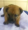 Cachorro raça Srd idade Abaixo de 2 meses nome Sem nome
