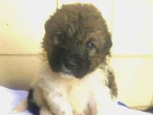 Cachorro raça Srd idade Abaixo de 2 meses nome Sem nome