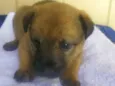 Cachorro raça Srd idade Abaixo de 2 meses nome Sem nome