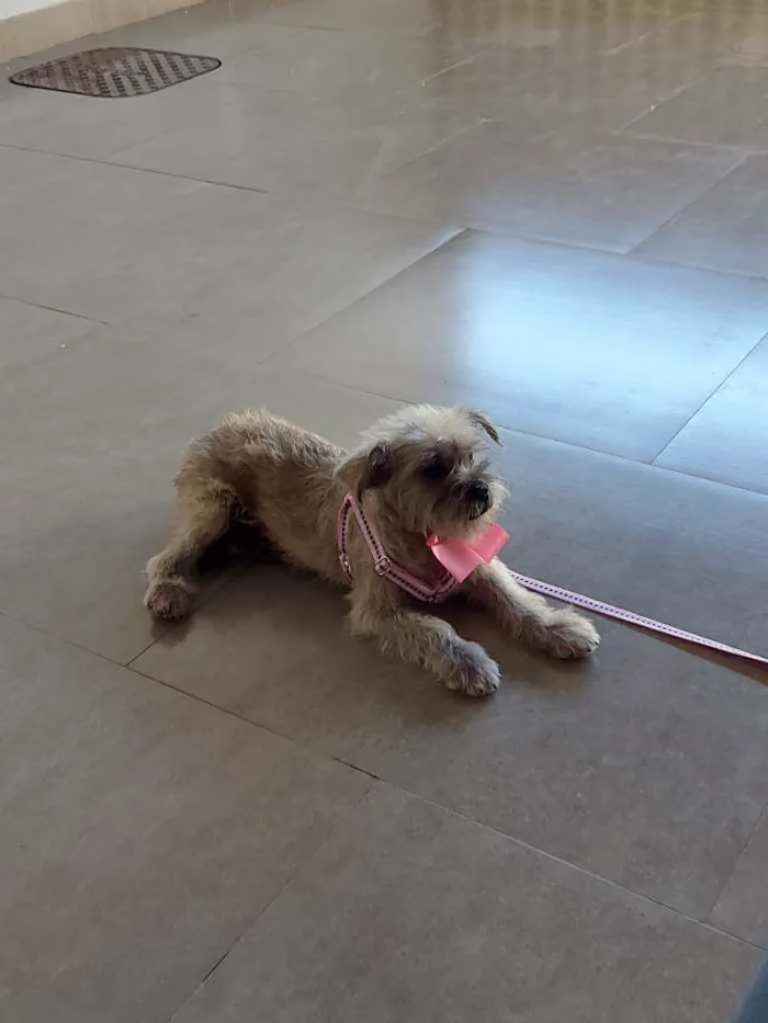 Cachorro ra a Ainda não sabemos idade 2 a 6 meses nome Suzy