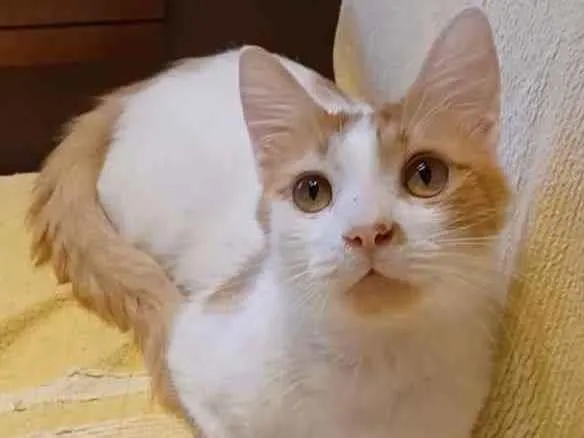 Gato ra a srd bicolor idade 7 a 11 meses nome * OZZI *