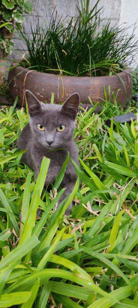 Gato ra a SRD idade 1 ano nome Fumaça 