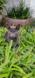 Fumaça
