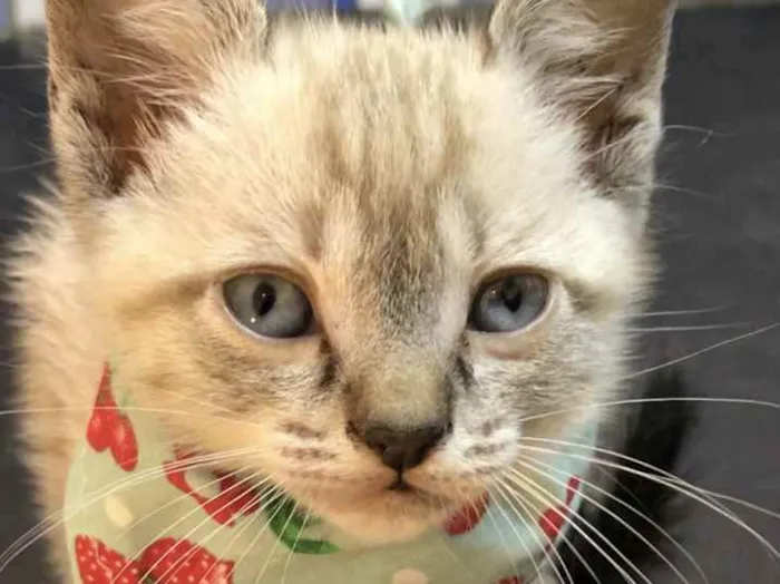 Gato ra a Srd idade 2 a 6 meses nome Faísca 