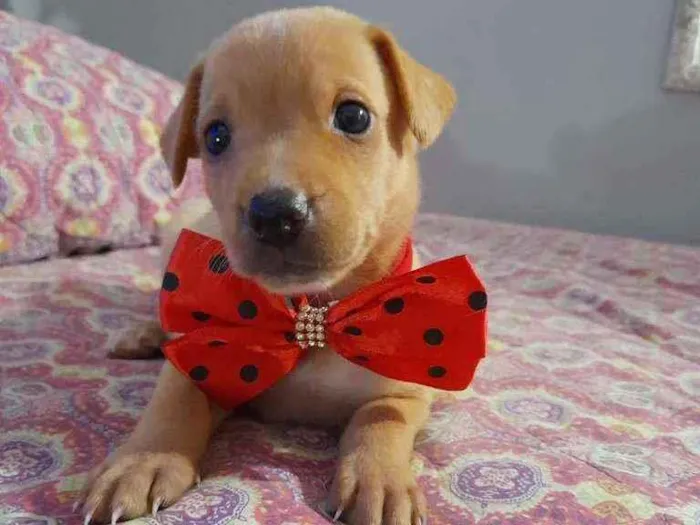 Cachorro ra a SRD idade 2 a 6 meses nome LION