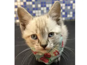 Gato ra a Srd idade 2 a 6 meses nome Faísca 