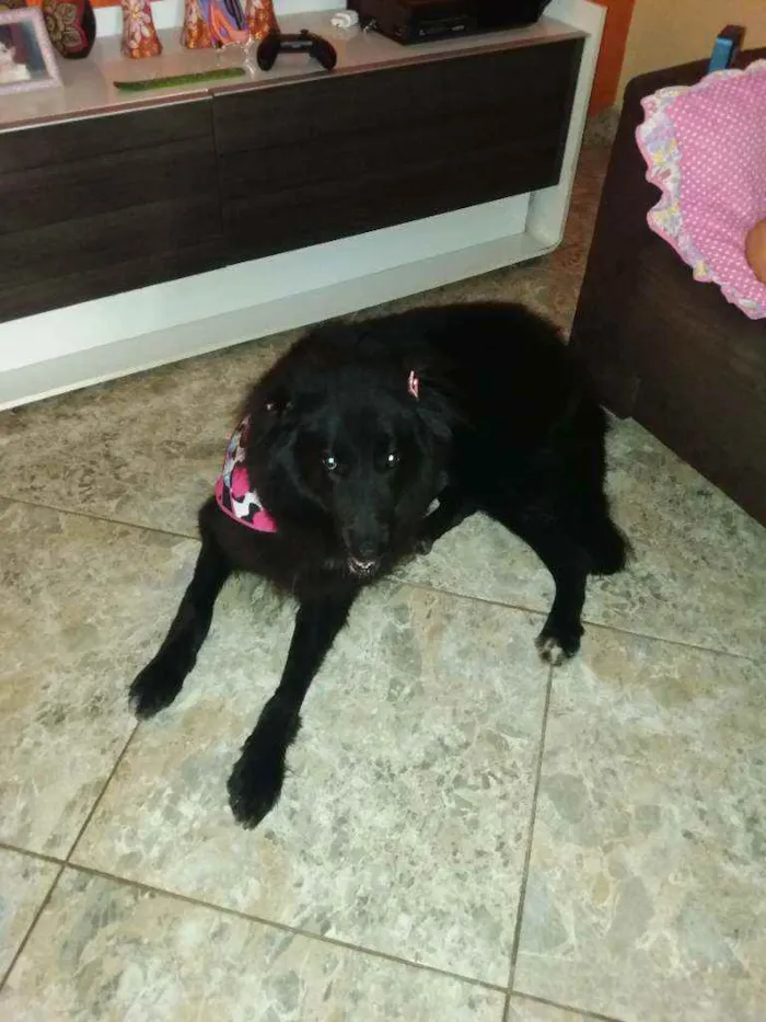 Cachorro raça Pastor belga idade 5 anos nome Laua