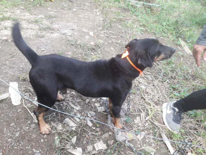 Cachorro ra a SRD idade 2 anos nome Pipoca