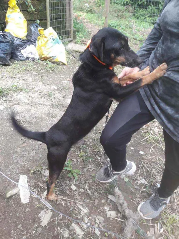 Cachorro ra a SRD idade 2 anos nome Pipoca