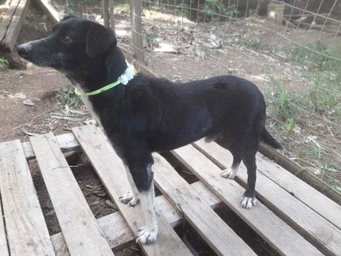 Cachorro ra a SRD idade 2 anos nome Gurizinho