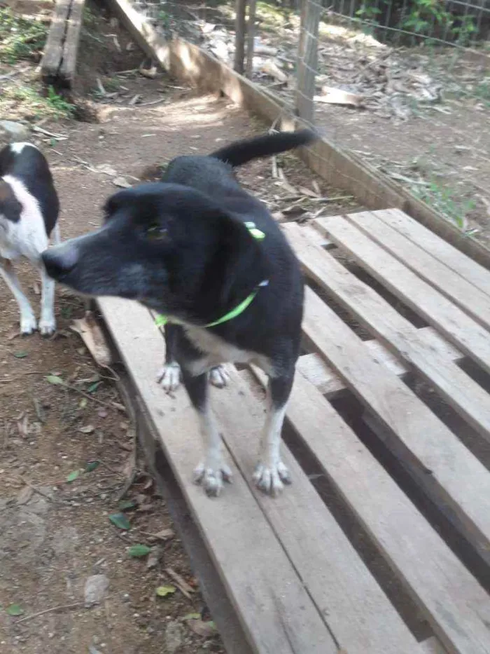 Cachorro ra a SRD idade 2 anos nome Gurizinho