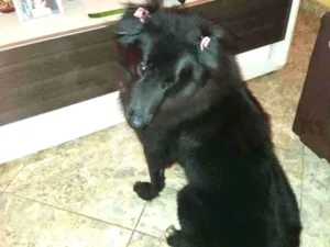 Cachorro raça Pastor belga idade 5 anos nome Laua