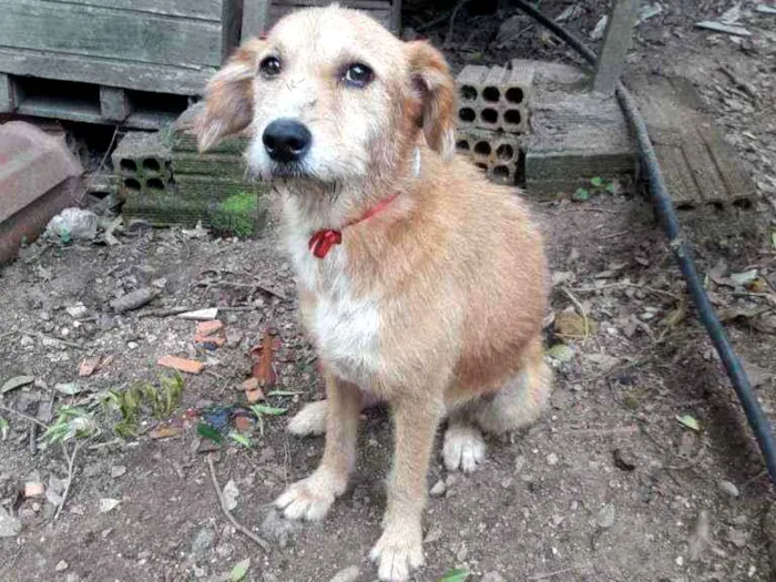 Cachorro ra a SRD idade 2 anos nome Mel