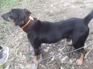 Cachorro raça SRD idade 2 anos nome Pipoca