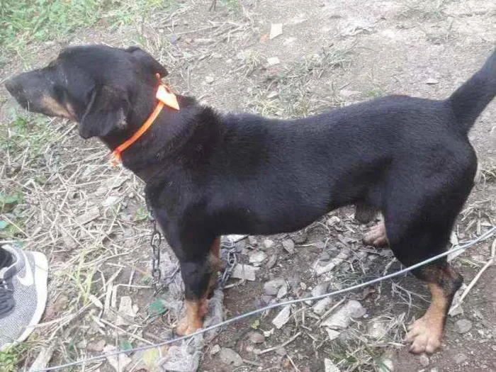 Cachorro ra a SRD idade 2 anos nome Pipoca