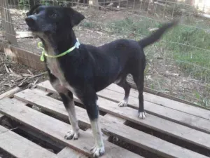 Cachorro raça SRD idade 2 anos nome Gurizinho