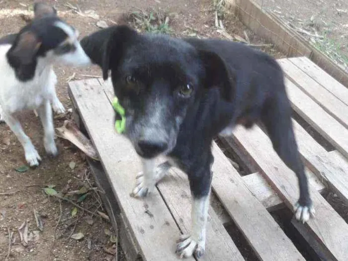 Cachorro ra a SRD idade 2 anos nome Gurizinho