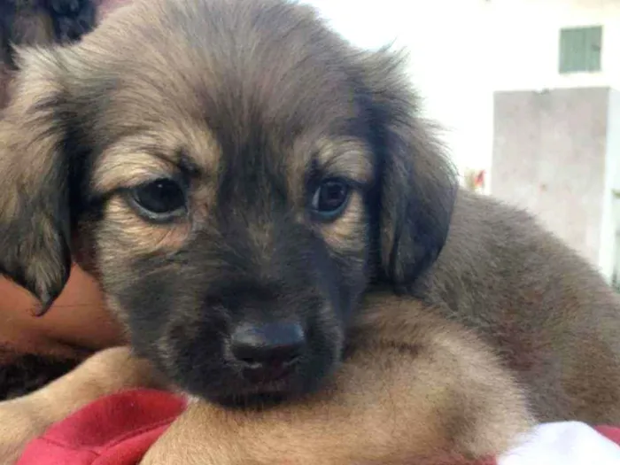 Cachorro raça Srd idade 2 a 6 meses nome Mia