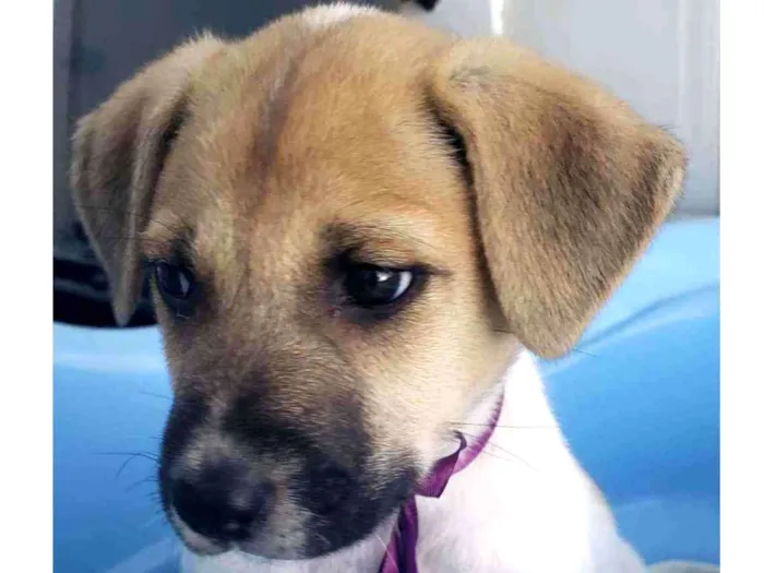 Cachorro raça srd idade 2 a 6 meses nome Tasha