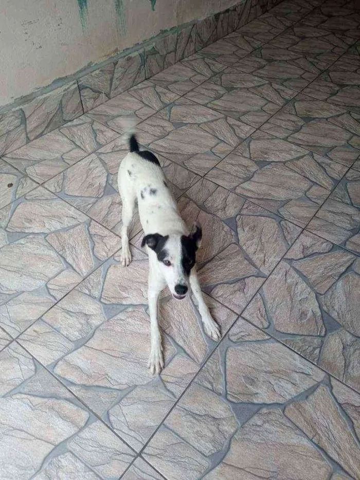 Cachorro ra a Sem Raça Definida idade 7 a 11 meses nome Pirata