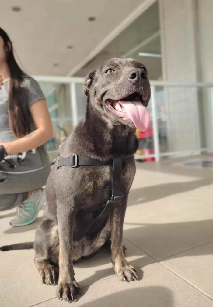 Cachorro ra a Putbul idade 2 anos nome Kira