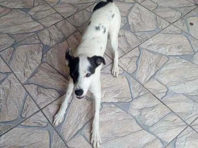 Cachorro ra a Sem Raça Definida idade 7 a 11 meses nome Pirata