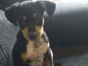 Cachorro raça  idade 2 a 6 meses nome Thor