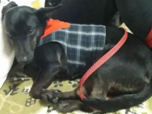 Cachorro raça  idade 2 anos nome Não sei