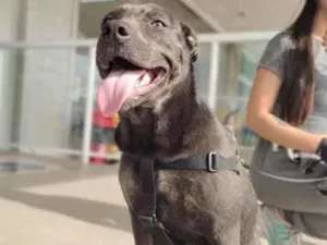 Cachorro raça Putbul idade 2 anos nome Kira