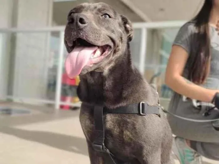 Cachorro ra a Putbul idade 2 anos nome Kira