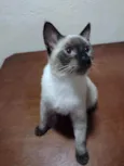Gordinho
