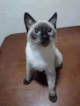 Gordinho