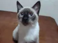 Gordinho