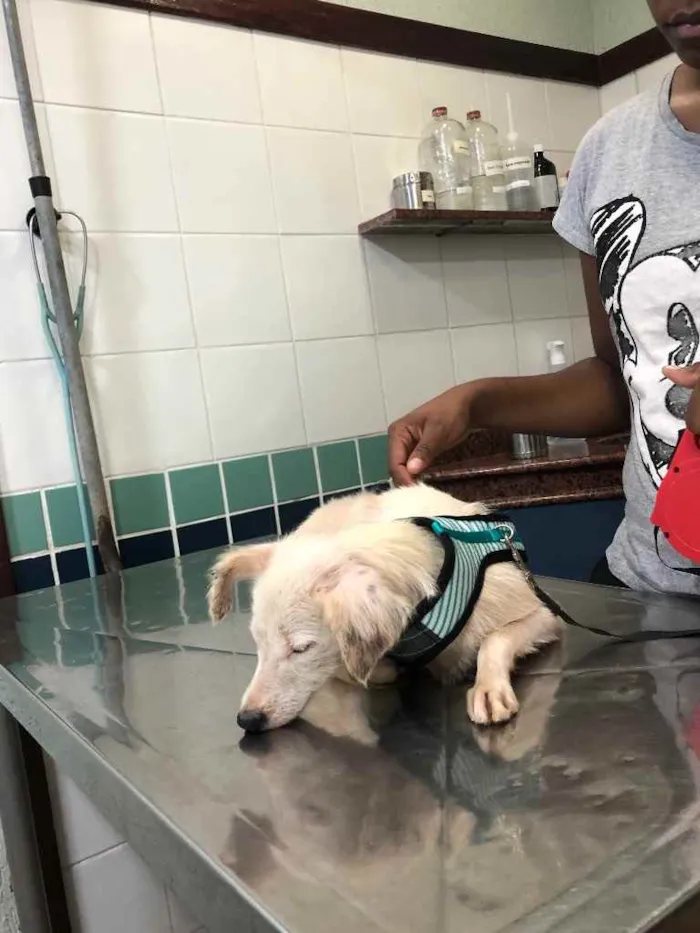 Cachorro ra a Srd idade 1 ano nome Davy