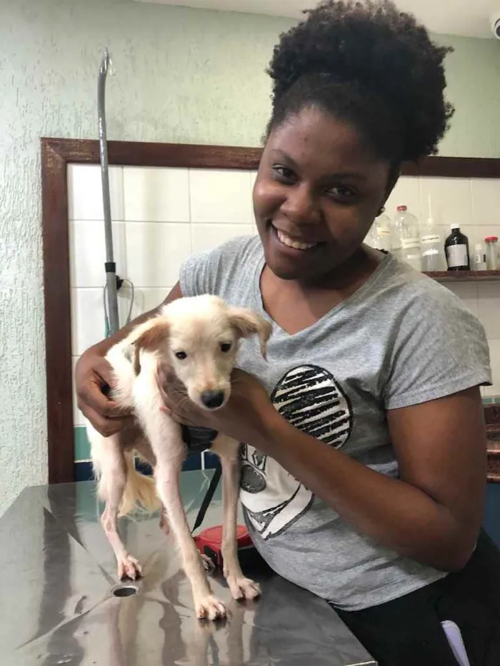 Cachorro ra a Srd idade 1 ano nome Davy