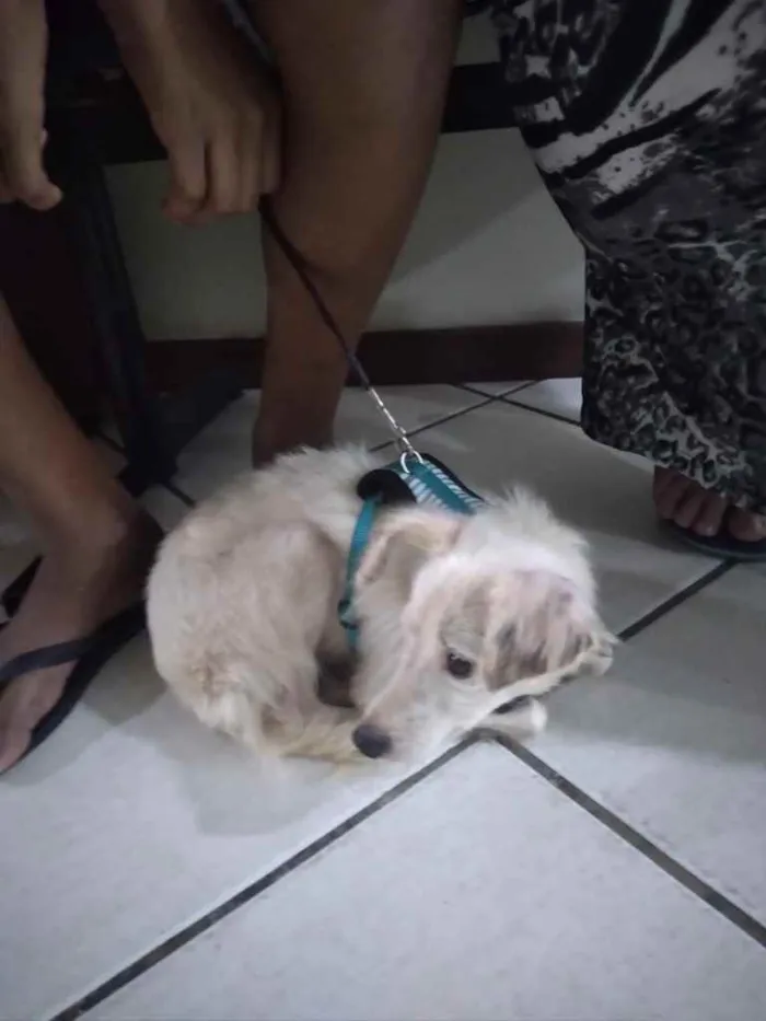 Cachorro ra a Srd idade 1 ano nome Davy