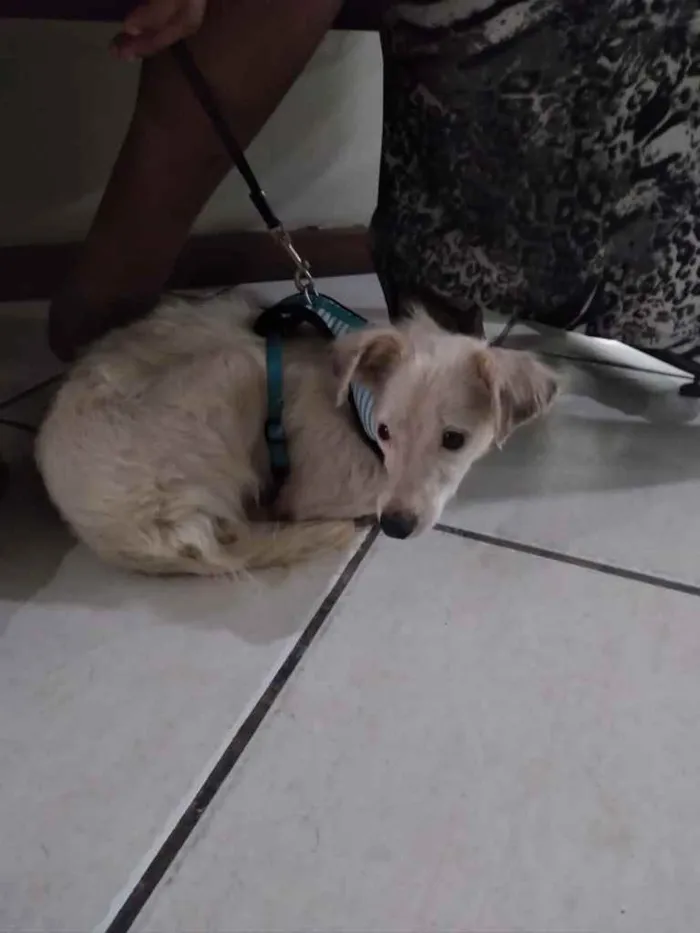 Cachorro ra a Srd idade 1 ano nome Davy