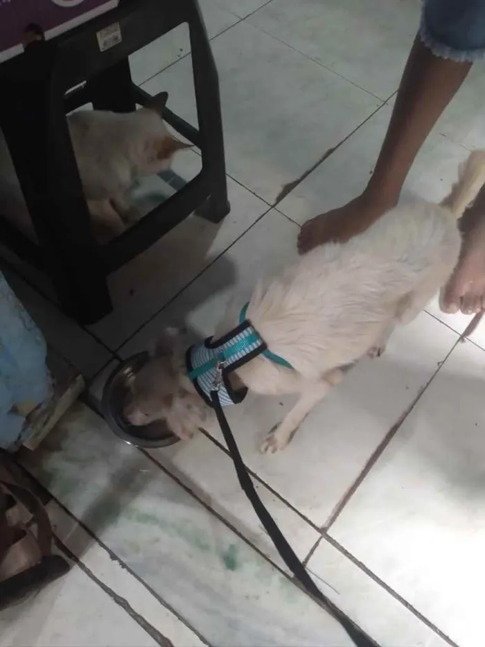 Cachorro ra a Srd idade 1 ano nome Davy