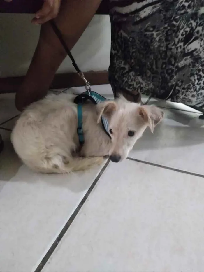 Cachorro ra a Srd idade 1 ano nome Davy