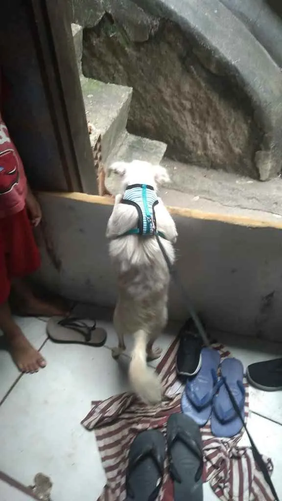 Cachorro ra a Srd idade 1 ano nome Davy