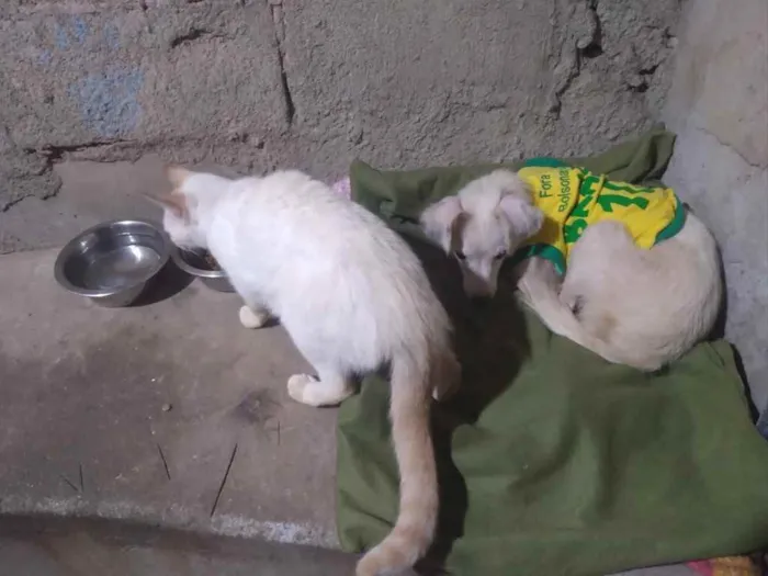 Cachorro ra a Srd idade 1 ano nome Davy