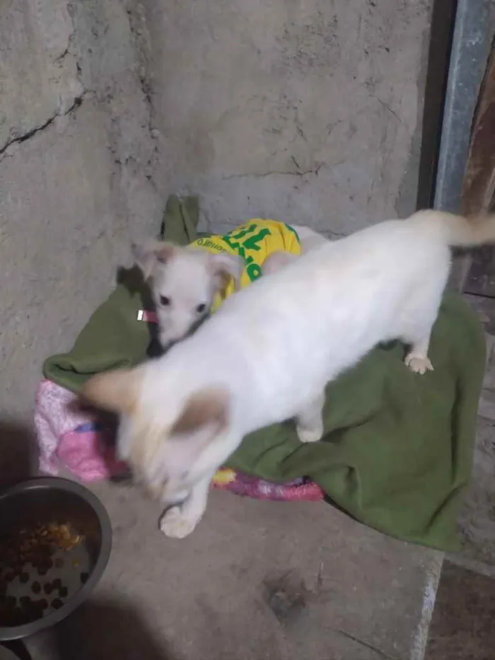 Cachorro ra a Srd idade 1 ano nome Davy