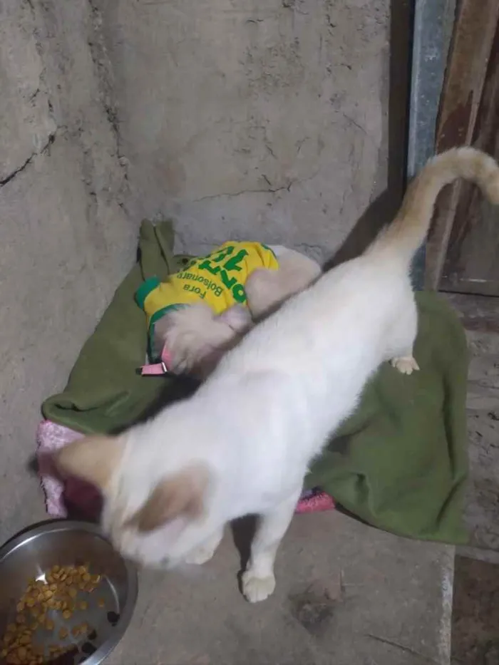 Cachorro ra a Srd idade 1 ano nome Davy