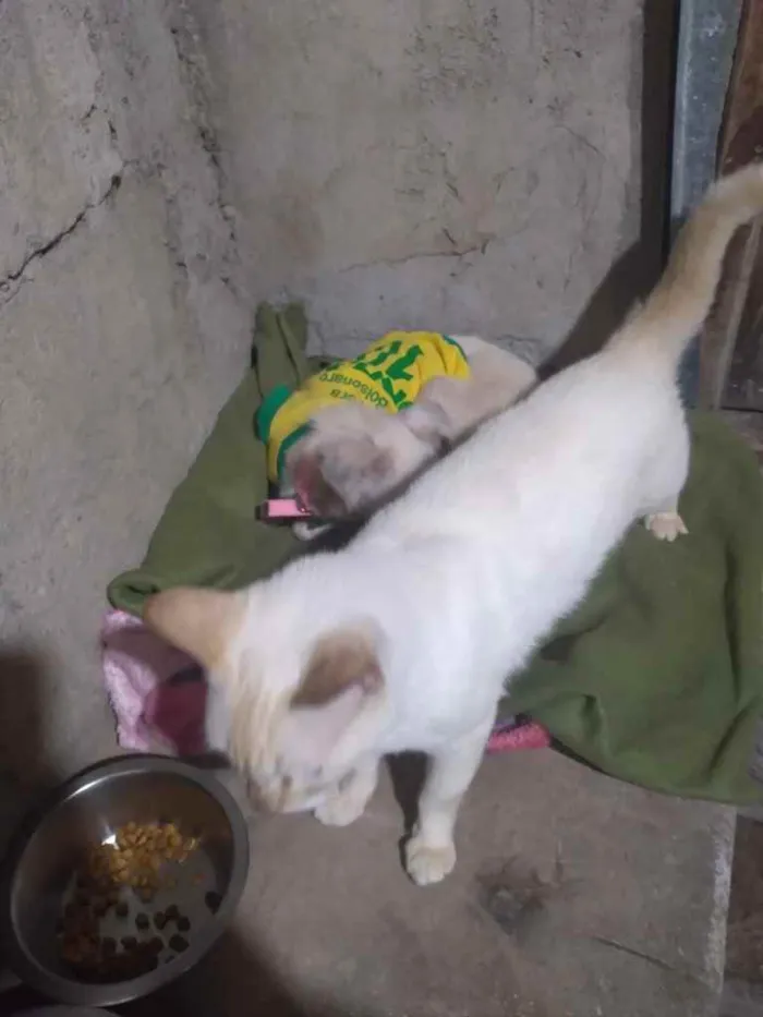Cachorro ra a Srd idade 1 ano nome Davy