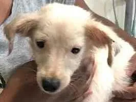 Cachorro ra a Srd idade 1 ano nome Davy
