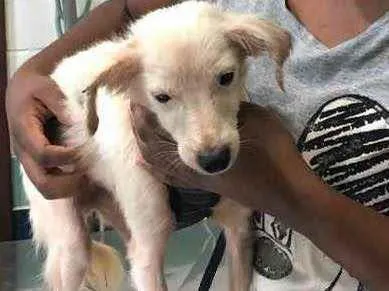 Cachorro ra a Srd idade 1 ano nome Davy