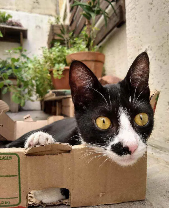 Gato ra a srd idade 2 a 6 meses nome Tom