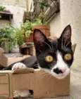Tom